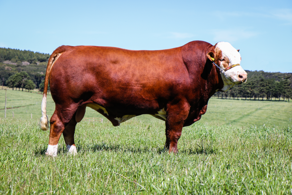 Simental Fazenda Sonho E Realidade Fazenda Sonho E Realidade