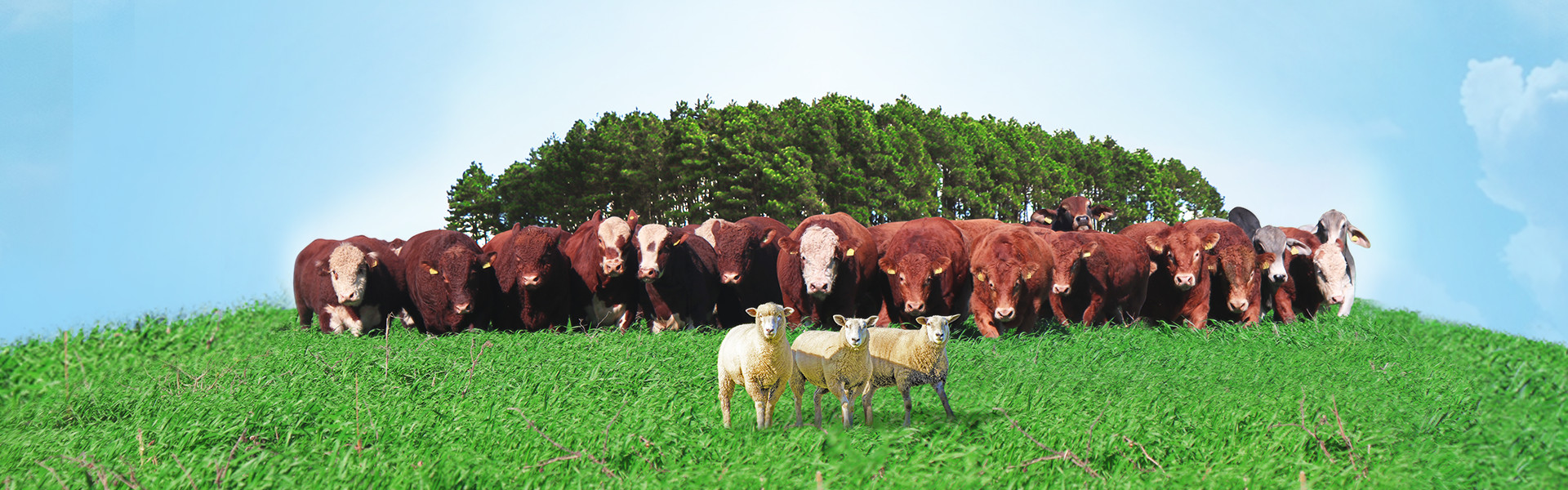 Leil O Fazenda Sonho E Realidade