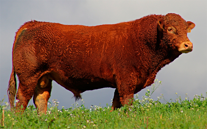 É hora do Boi Limousin brilhar! 🤠 O - Fazenda Feliz Pocket