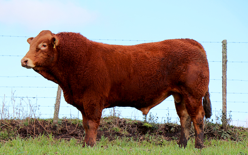 É hora do Boi Limousin brilhar! 🤠 O - Fazenda Feliz Pocket