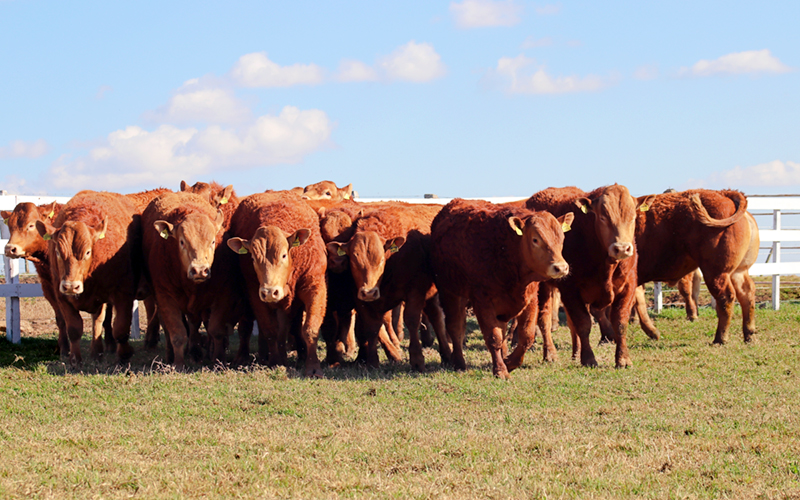 É hora do Boi Limousin brilhar! 🤠 O - Fazenda Feliz Pocket