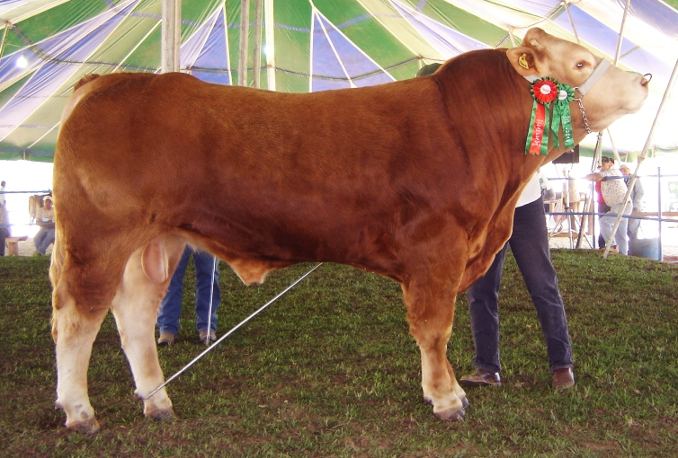 É hora do Boi Limousin brilhar! 🤠 O - Fazenda Feliz Pocket