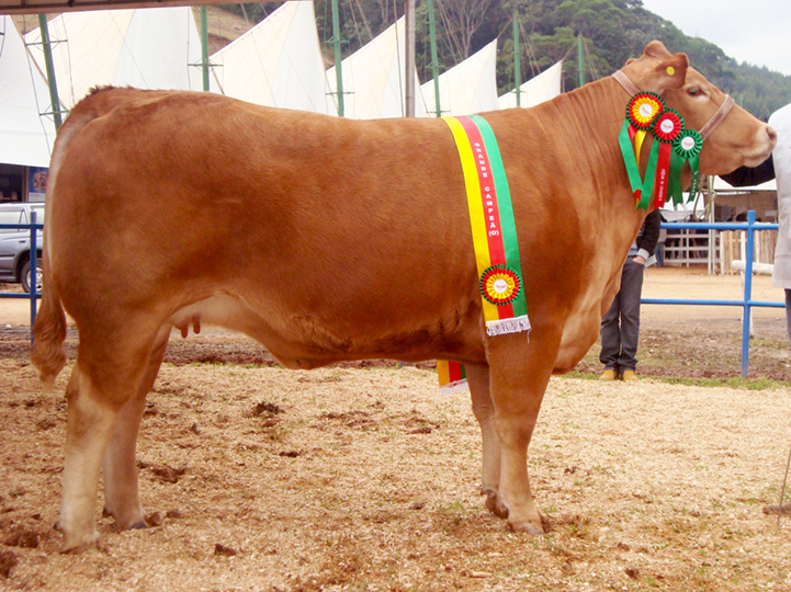 É hora do Boi Limousin brilhar! 🤠 O - Fazenda Feliz Pocket