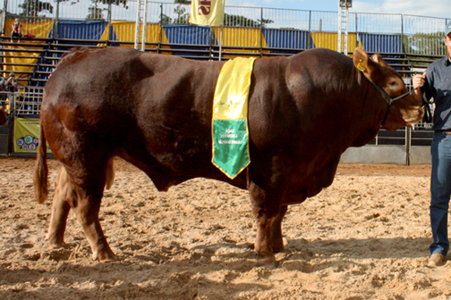 É hora do Boi Limousin brilhar! 🤠 O - Fazenda Feliz Pocket