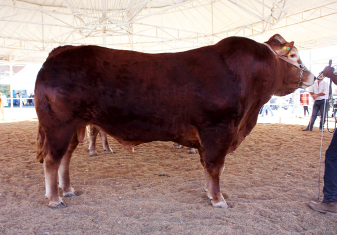 É hora do Boi Limousin brilhar! 🤠 O - Fazenda Feliz Pocket