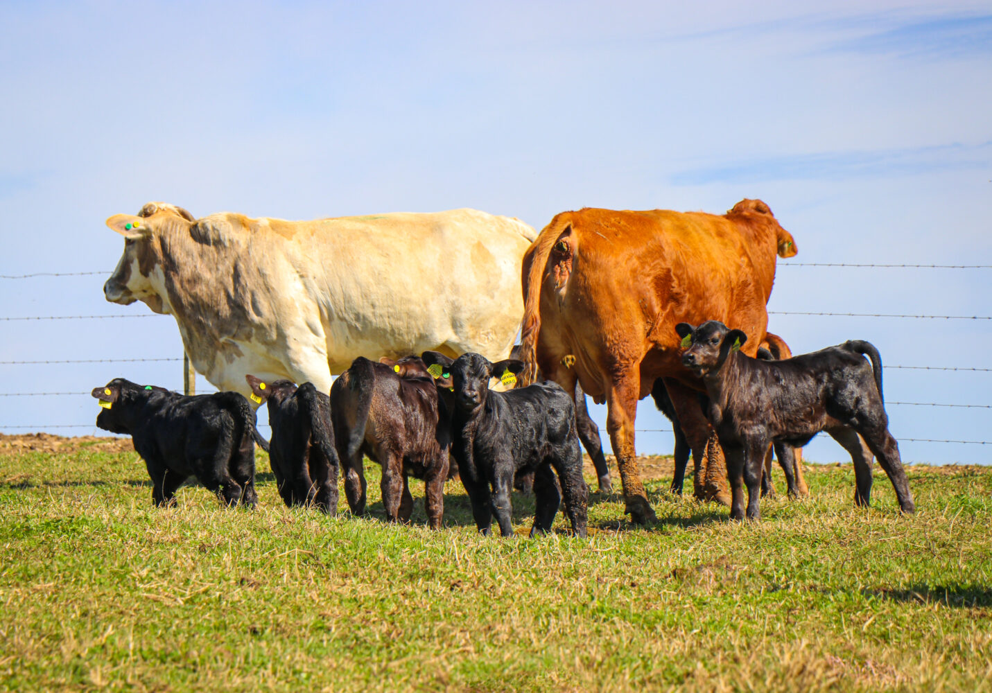 BRANGUS, a nova raça que chegou na FSR! Fazenda Sonho e Realidade